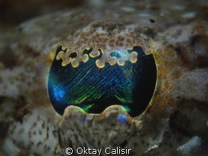Crocodile Fish Eye by Oktay Calisir 